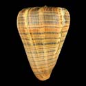 To Conchology (Dendroconus betulinus GIANT)