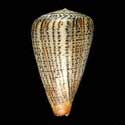 To Conchology (Dendroconus suratensis GIANT)