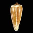 To Conchology (Phasmoconus radiatus LARGE)