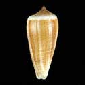 To Conchology (Phasmoconus radiatus GIANT)