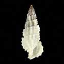 To Conchology (Cerithium scobiniforme)