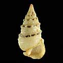 To Conchology (Cerithium torulosum)