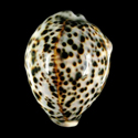 To Conchology (Cypraea tigris pardalis FREAK)