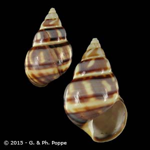 Liguus fasciatus f. floridanus