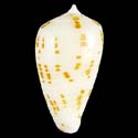 To Conchology (Phasmoconus balabacensis YOUNG)