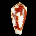 To Conchology (Pionoconus robini BROWN)