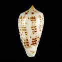 To Conchology (Phasmoconus balabacensis)