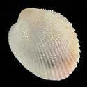 To Conchology (Afrocardium richardi WHITE)