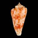 To Conchology (Phasmoconus alexandrei GIANT)