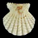 To Conchology (Antillipecten antillarum)