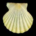 To Conchology (Antillipecten antillarum YELLOW)