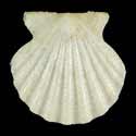 To Conchology (Antillipecten antillarum ALBINO)