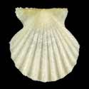 To Conchology (Antillipecten antillarum ALBINO)