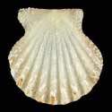 To Conchology (Antillipecten antillarum)