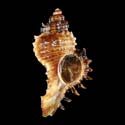 To Conchology (Chicoreus dunni)