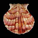 To Conchology (Argopecten noronhensis)