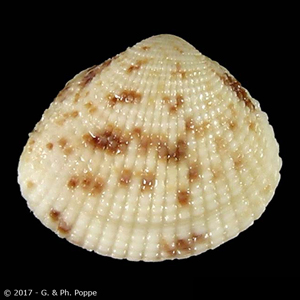 Timoclea scabra