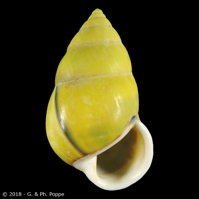 Amphidromus butoti