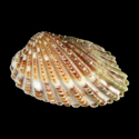 To Conchology (Cardites floridanus)