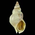 To Conchology (Buccinum hydrophanum)