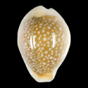 To Conchology (Naria miliaris DWARF)