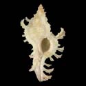 To Conchology (Chicoreus nobilis ALBINO)