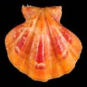 To Conchology (Mirapecten cranmerorum)