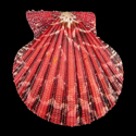 To Conchology (Gloripallium pallium RED)