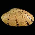 To Conchology (Paphia rotundata)