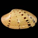 To Conchology (Paphia rotundata)