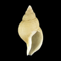 To Conchology (Aulacofusus hiranoi)