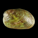 To Conchology (Musculus cupreus)