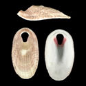 To Conchology (Macroschisma tasmaniae)