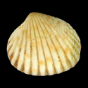 To Conchology (Purpurocardia bimaculata)