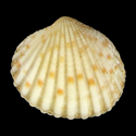 To Conchology (Purpurocardia bimaculata)