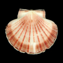 To Conchology (Pecten fumatus)