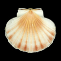 To Conchology (Pecten fumatus)