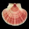 To Conchology (Pecten fumatus PINK)