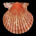 To Conchology (Aequipecten muscosus SPECIAL COLOR)