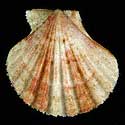 To Conchology (Cryptopecten vesiculosus)