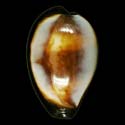 To Conchology (Erronea onyx f. draco)