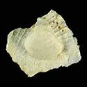 To Conchology (Spondylus anacanthus ALBINO)