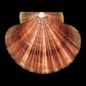 To Conchology (Pecten novaezelandiae)