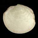 To Conchology (Anodontia alba)