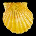 To Conchology (Leptopecten latiauratus ORANGE)