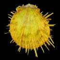 To Conchology (Spondylus reesianus YELLOW)