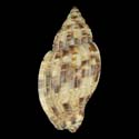 To Conchology (Lyria mitraeformis)