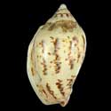 To Conchology (Cymbiola flavicans)