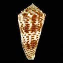 To Conchology (Asprella sulcocastanea LARGE)