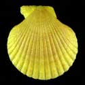 To Conchology (Mimachlamys gloriosa YELLOW)